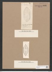 Navicula quadriseriata Cl. et. Gr. (de-Toni-Nr.: Genus 1, Species 649) Zeichnungen Sammlung Grunow Nr. 1241 (NHMW-BOT-W0367874)
